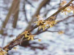 Hamamelis mollis Oliv. resmi