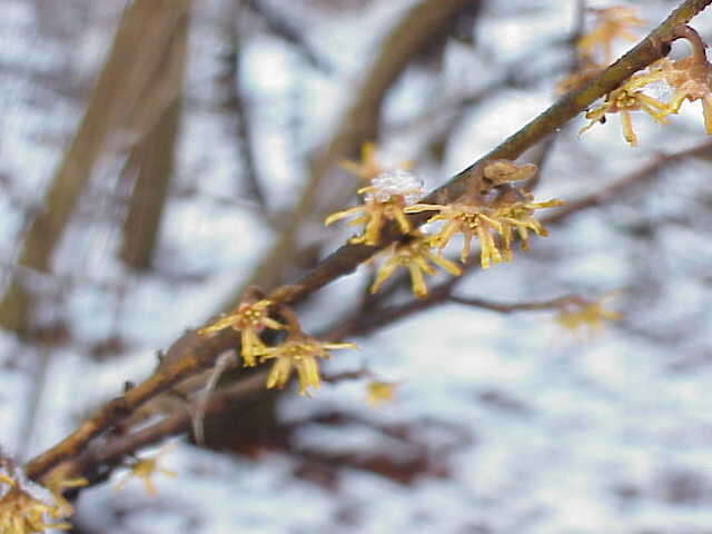 Hamamelis mollis Oliv. resmi