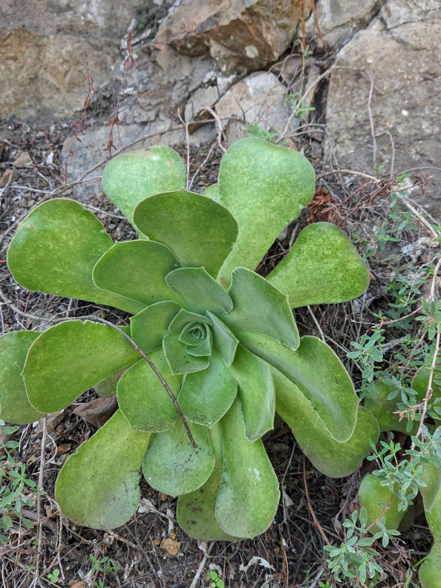 Image of Aeonium canariense (L.) Webb & Berth.