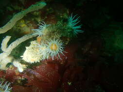 Image of thenarian burrowing anemones