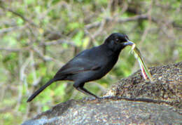 Image of Slate-colored Boubou