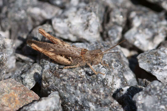 Image of Common Field Grasshopper