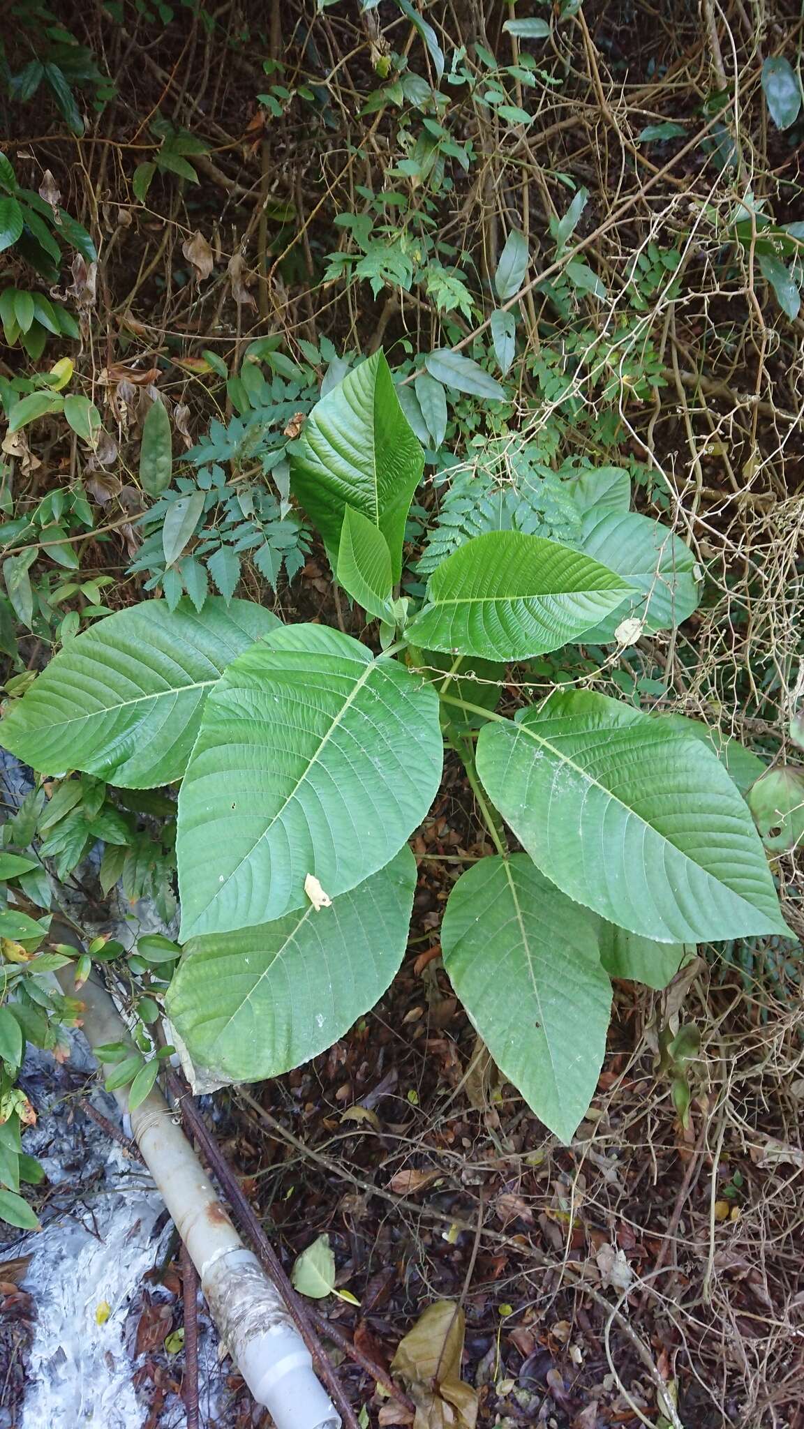 Image of Dendrocnide meyeniana (Walp.) Chew