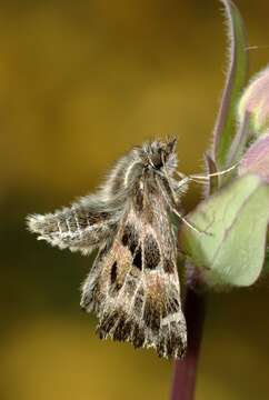 Image of Mallow Skipper