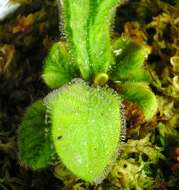 Image of Sundew