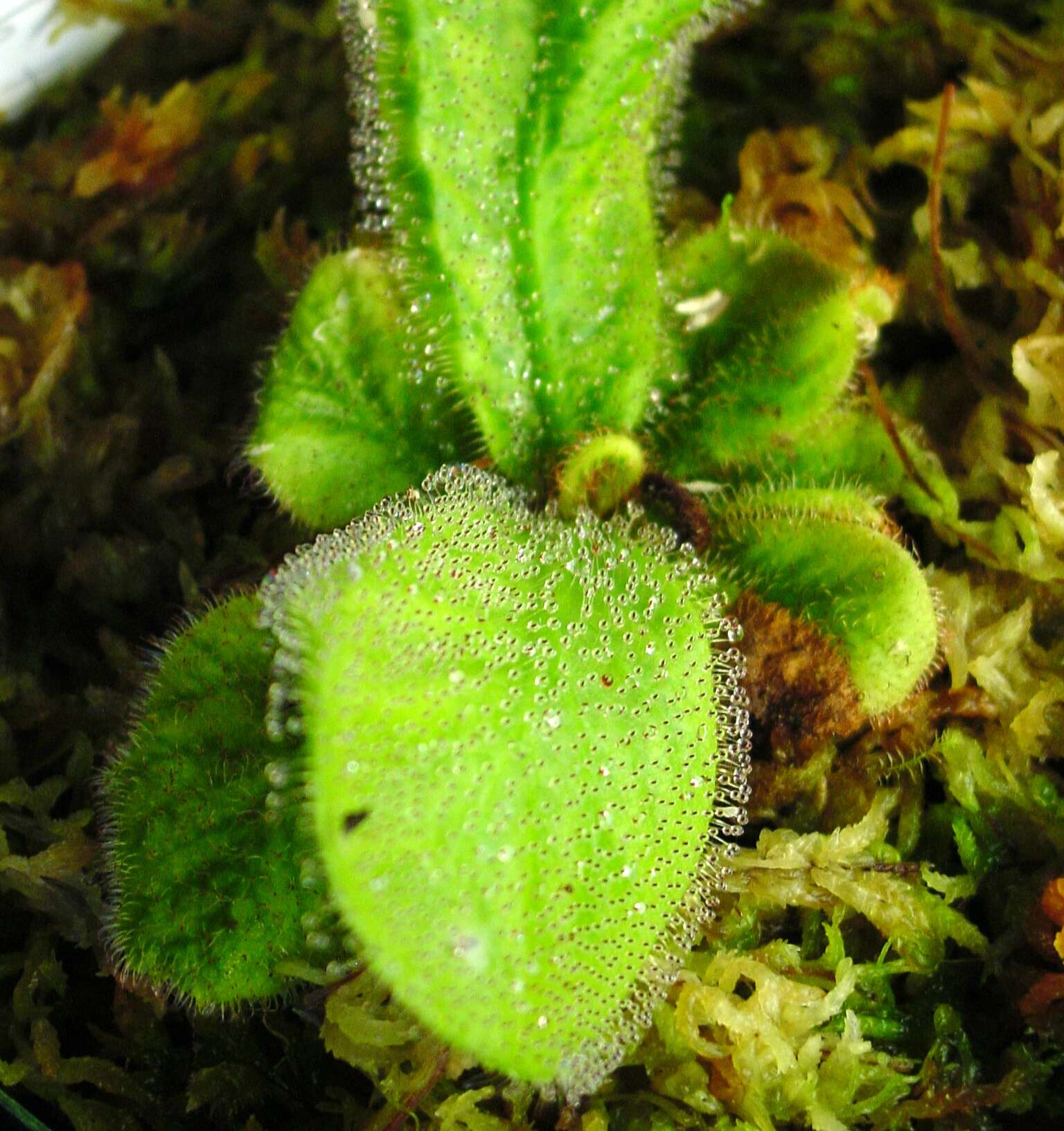 Image of Sundew