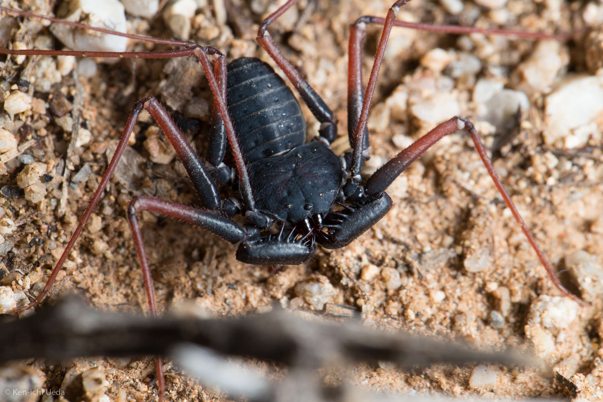 Image of Paraphrynus carolynae Armas 2012