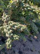 Image of Cylindropuntia cholla (F. A. C. Weber) F. M. Knuth