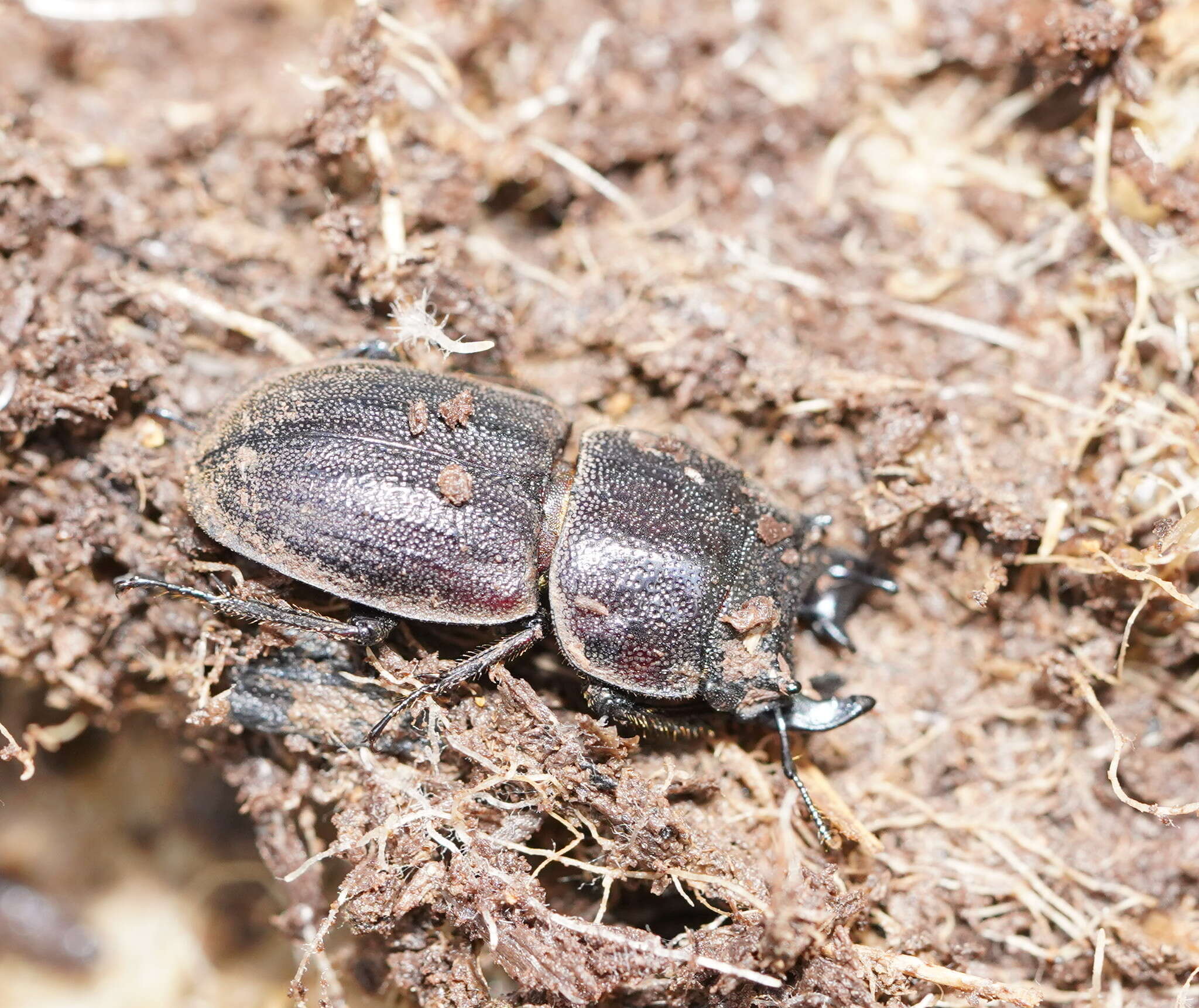 Image of Lissotes furcicornis Westwood 1871