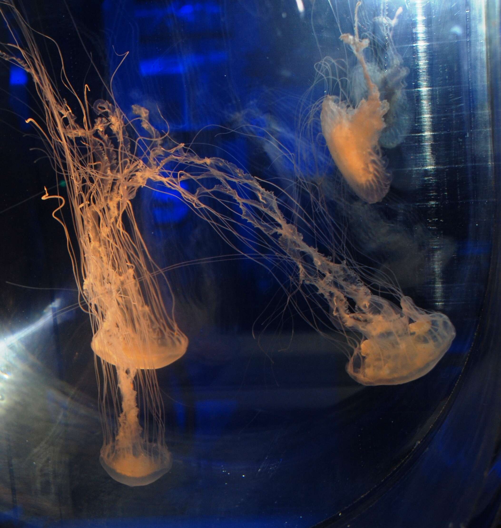 Image of Atlantic sea nettle