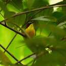 Image of Elegant Sunbird