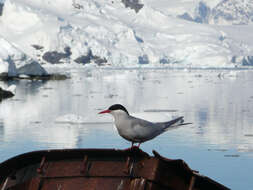 Image of Antarctic Tern