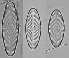 Image of Navicula reinhardtii