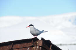 Image of Antarctic Tern