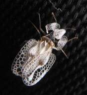 Image of Sycamore Lace Bug