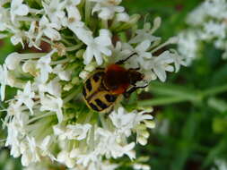 Image of Bee beetle