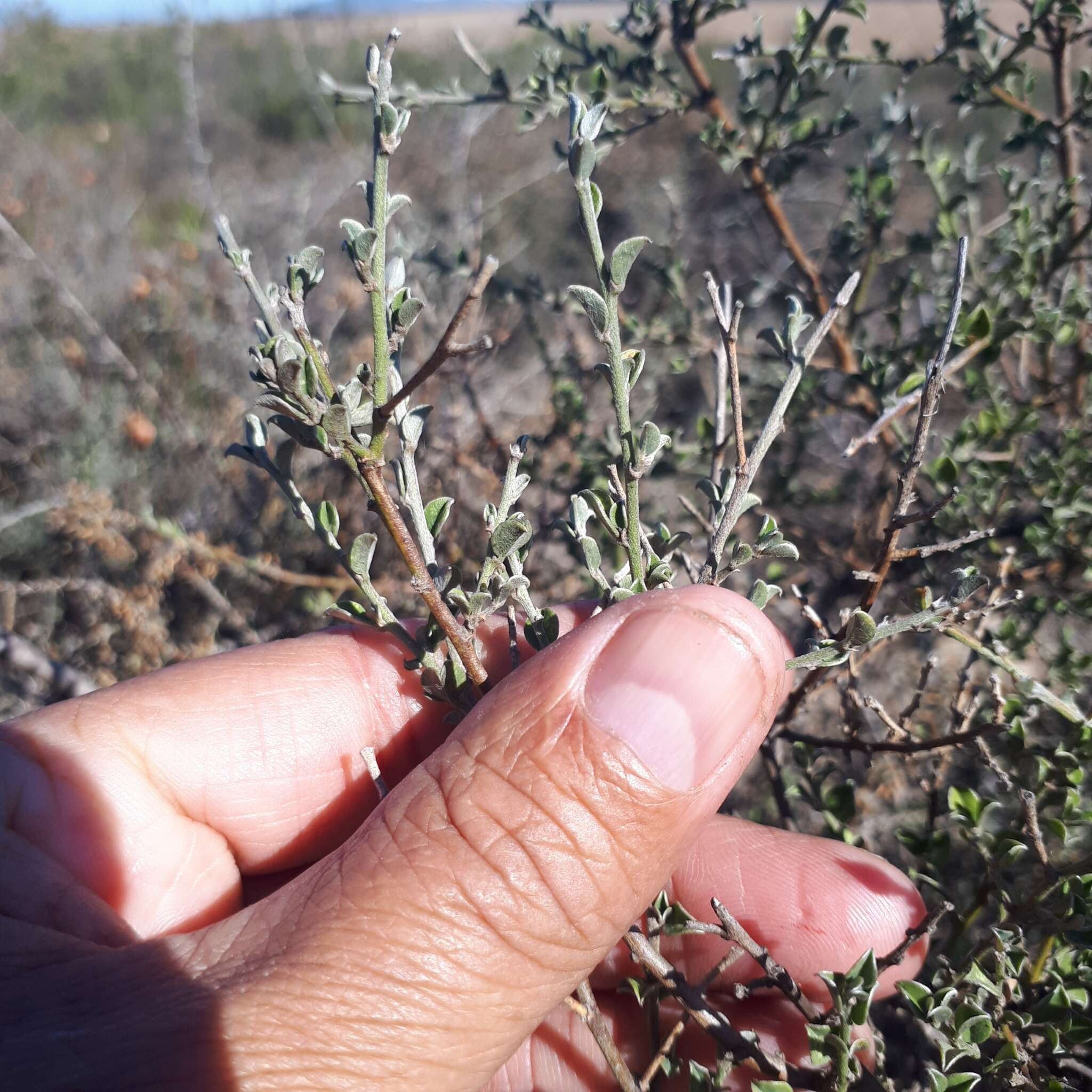 Plancia ëd Podalyria microphylla E. Mey.