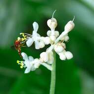 Image of Pollia japonica Thunb.