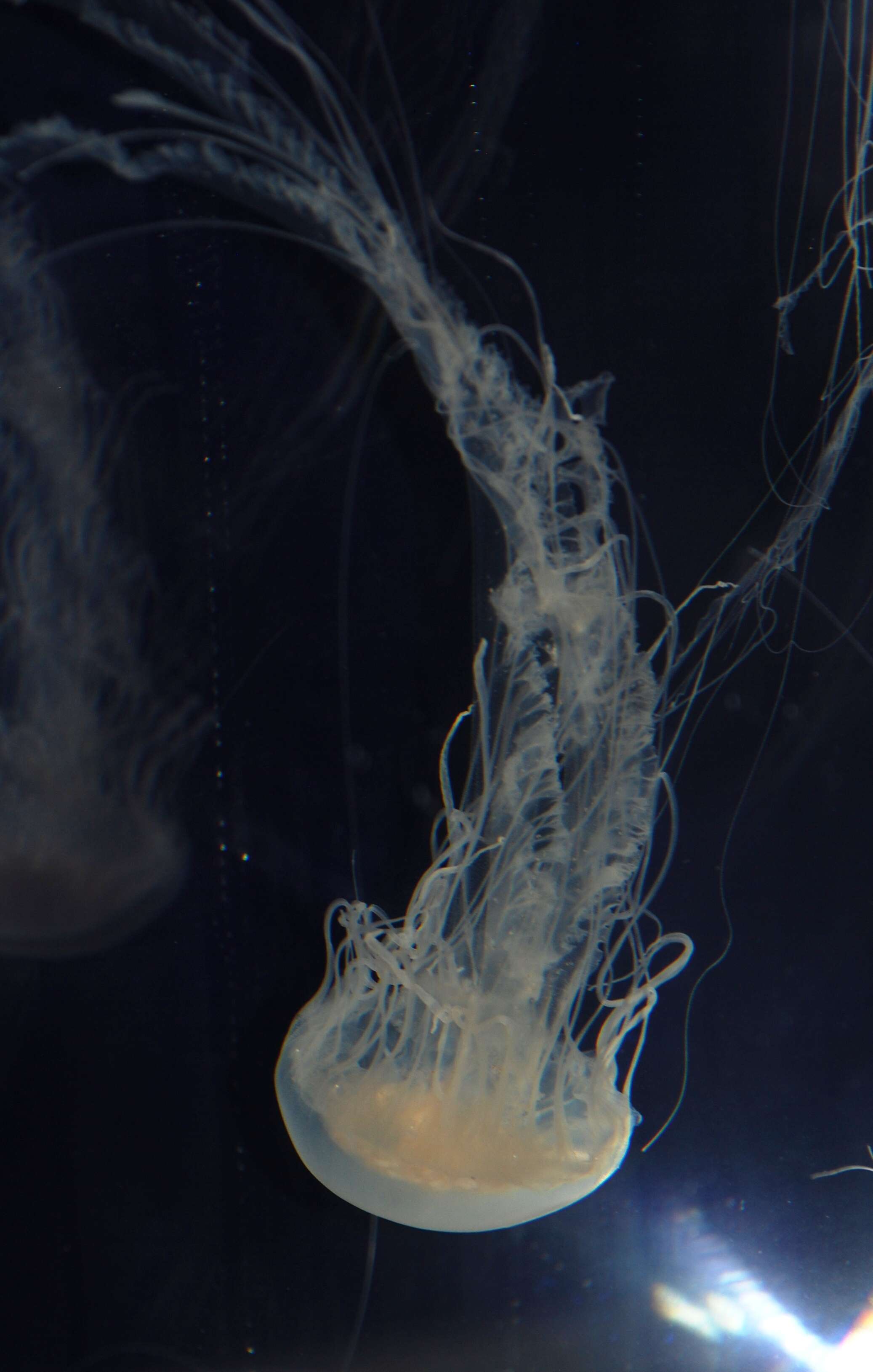 Image of Atlantic sea nettle