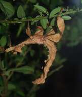 Image of giant stick insect