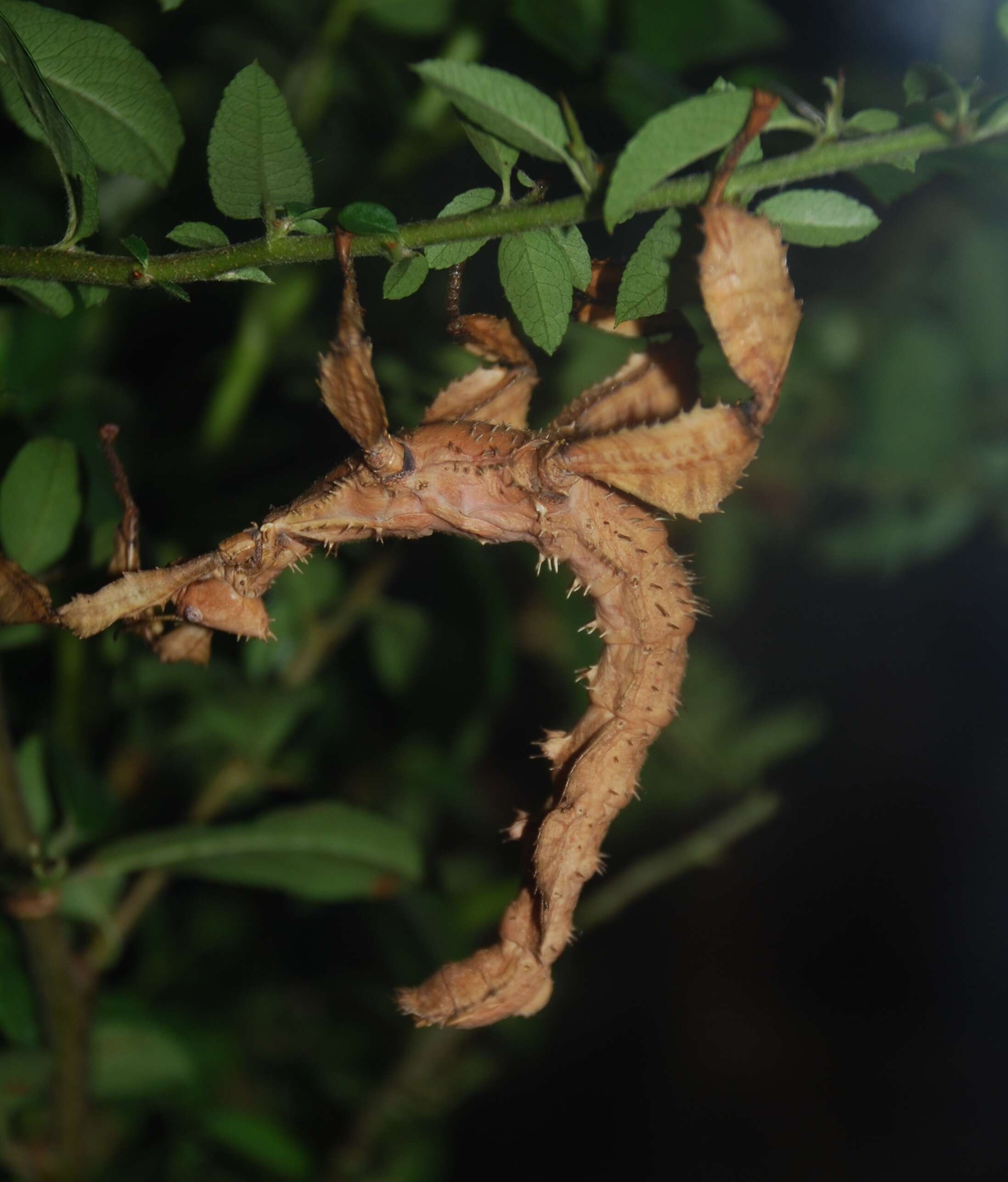 Image of giant stick insect