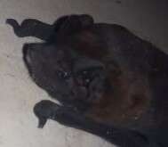 Image of Pallas's Mastiff Bat