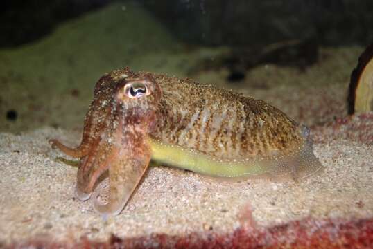 Image of Common Cuttlefish