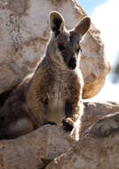 Image of Ring-tailed Rock Wallaby