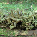 Image of Ascoclavulina sakaii Otani 1974