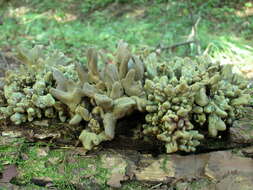 Image of Ascoclavulina sakaii Otani 1974