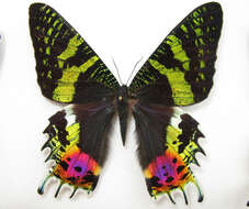 Image of Madagascan Sunset Moth