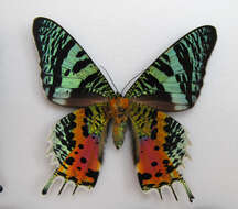 Image of Madagascan Sunset Moth