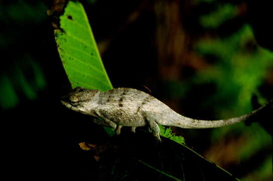 Image of Mayotte Chameleon