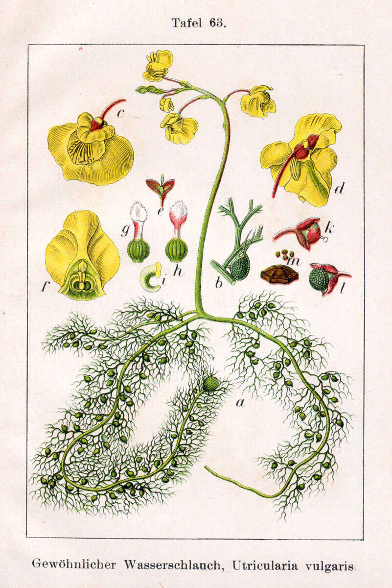 Image of Greater Bladderwort