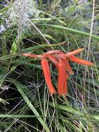 Aloe soutpansbergensis I. Verd. resmi