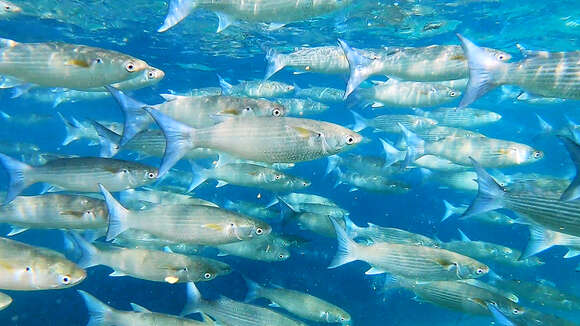 Image of Bluespot mullet