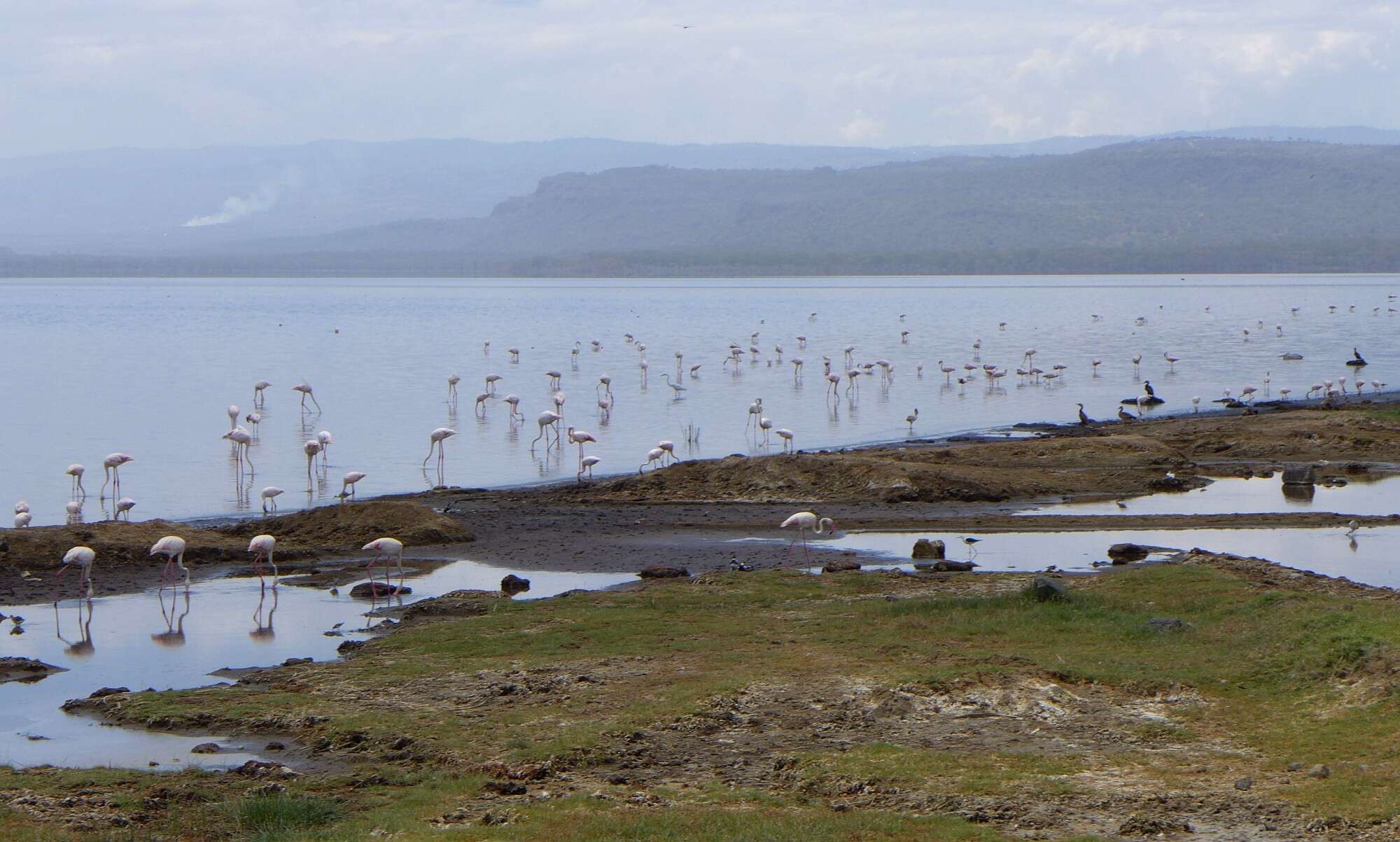 Imagem de Phoenicopterus roseus Pallas 1811