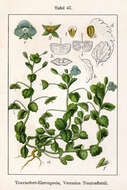 Image of birdeye speedwell