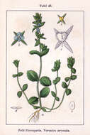 Image of common speedwell