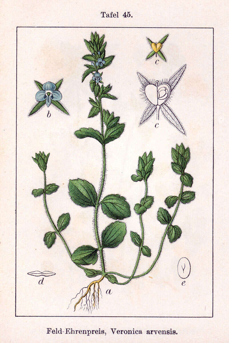 Image of common speedwell