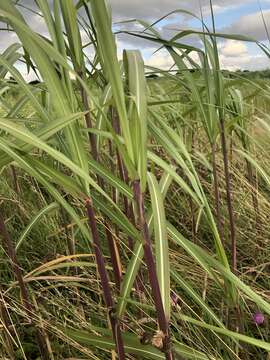 Imagem de Miscanthus oligostachyus Stapf