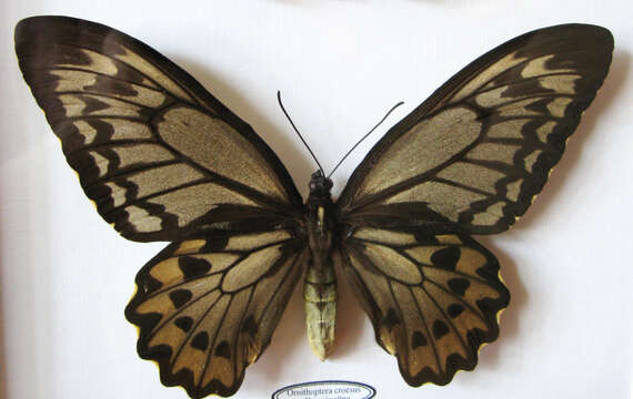 Plancia ëd Ornithoptera croesus Wallace 1859