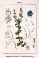 Image of bird's-eye speedwell