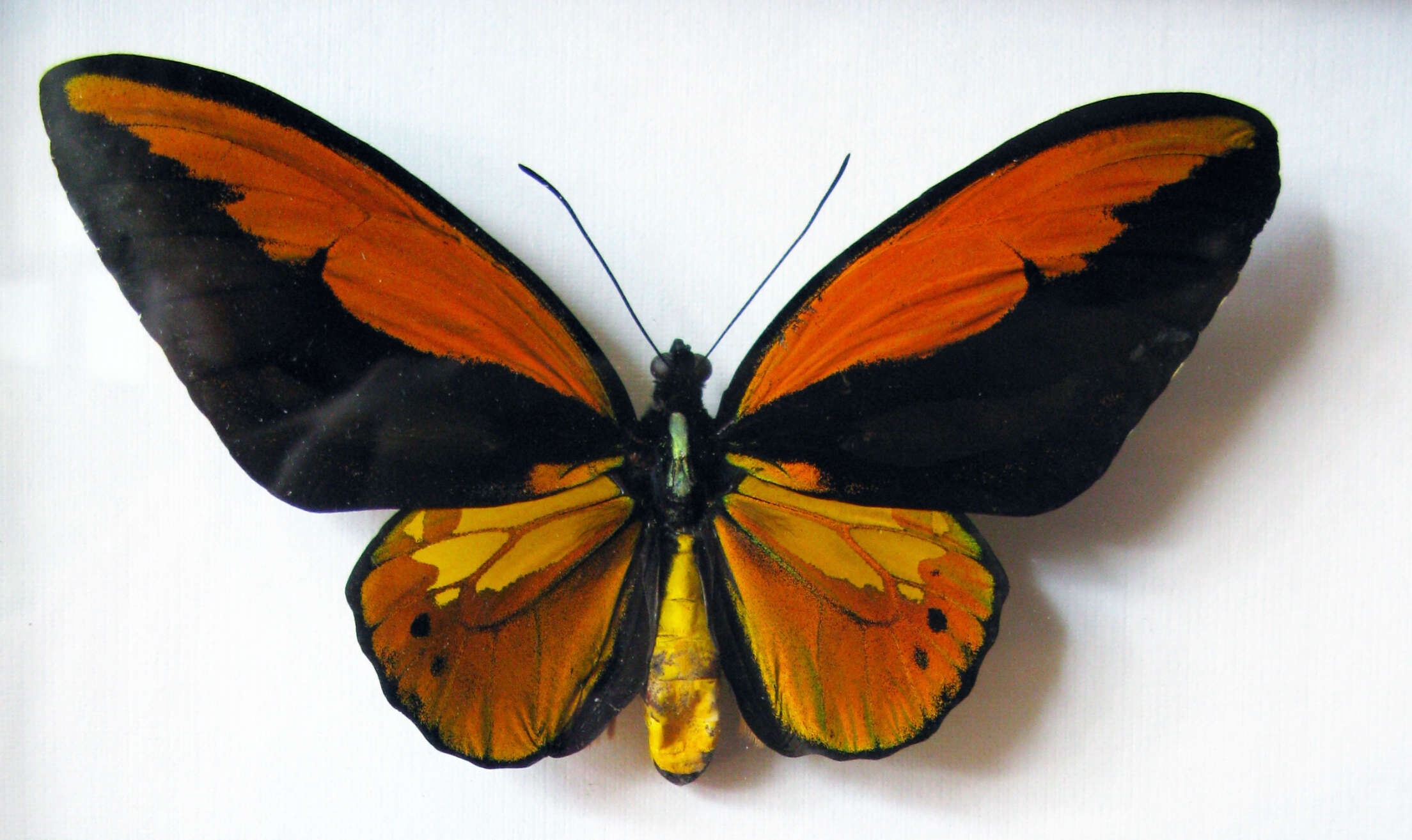 Слика од Ornithoptera croesus Wallace 1859