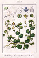 Image of ivy-leaved speedwell