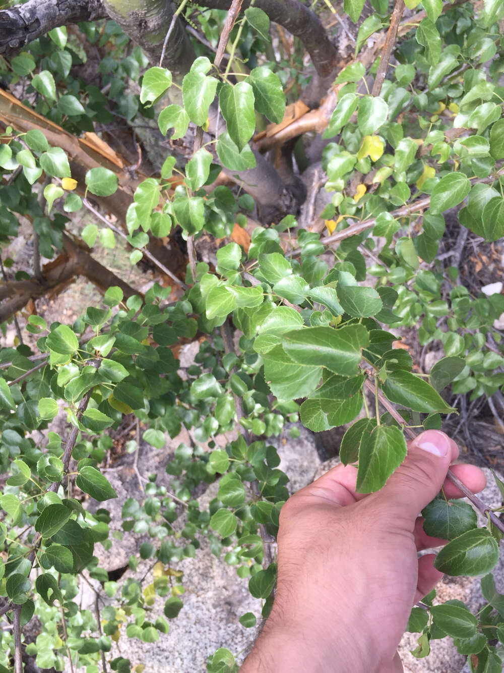 Image of Jatropha cordata (Ortega) Müll. Arg.