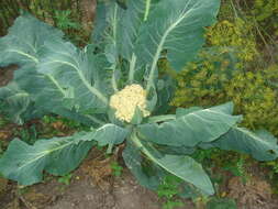 Image of broccoli