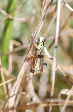 Image of Red-legged Grasshopper