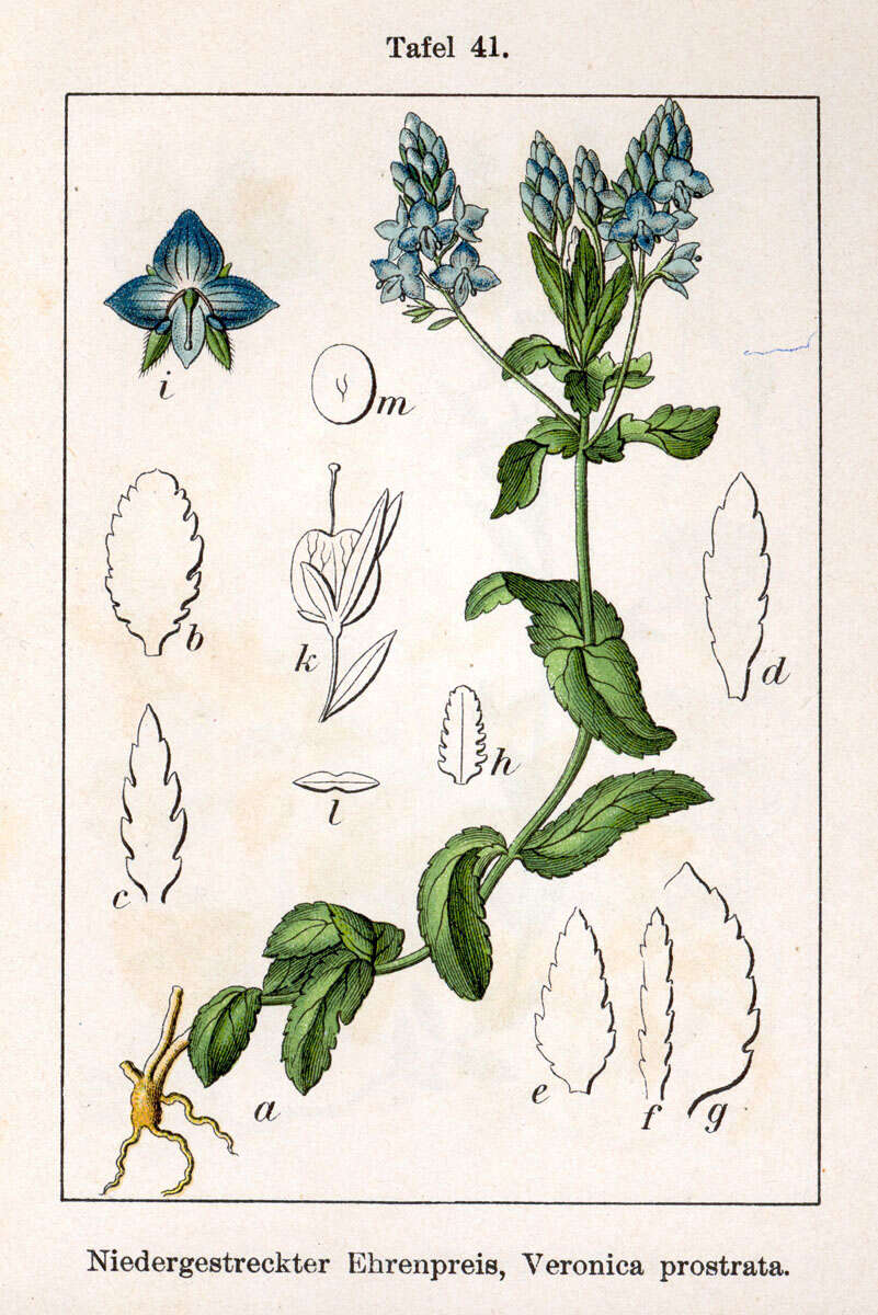 Image of Sprawling Speedwell