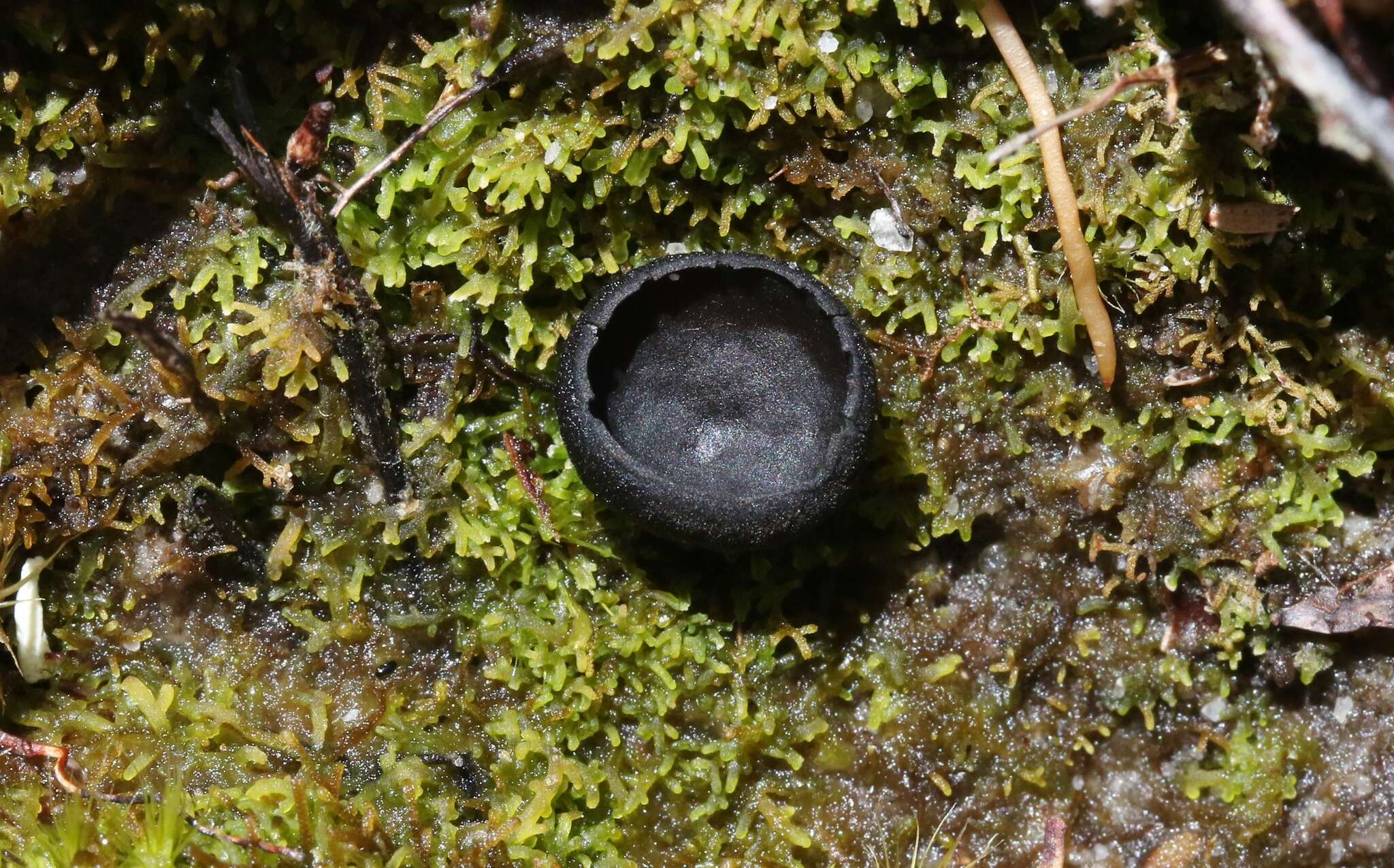 Imagem de Pseudoplectania tasmanica M. Carbone, Agnello & P. Alvarado 2014